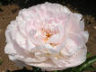 Rose Shaylor