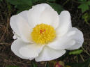 Ivory Jewel