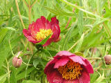 Paeonia potaninii