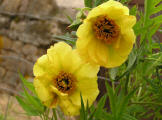 P. pot. ssp. trolllioides
