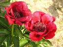 Burma Ruby