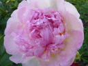 Bella Rosa