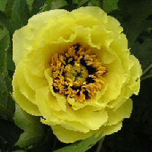 Lutea-Sorten
