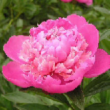 Lactiflora/Staudenpfingstrosen