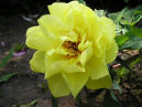 Cloth of Gold