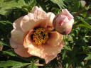Blushing Beauty