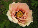 Coral Star