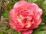 Red Brocade