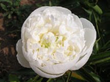 Duchesse de Nemours